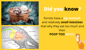 why ferrets smell?